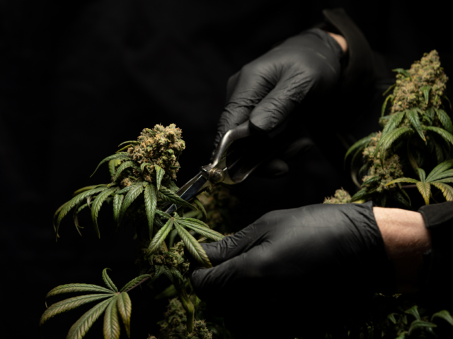 ¿Cuánto tarda la aprobación en REPROCANN hoy? (Actualizado 2026)